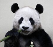Didžioji panda