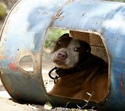 Pitbulis