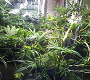 Kanapių auginimo laboratorija