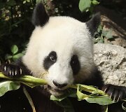 Didžioji panda