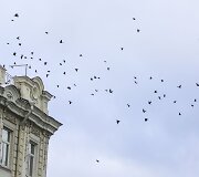 Sekmadienį Vilniuje - balta, balta. Nosis kutena žvarbus vėjas.