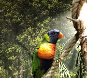 Daugiaspalvė loriketa