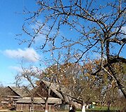 Mikni&scaron;kės-Michnovo stačiatikių bendruomenė, obelys