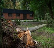 Nuvirtę medžiai Vingio parke