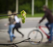 Vingiuojant sostinės dviračių takais...