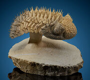 Drotops Trilobite fosilija
