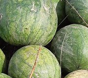 Žukų &scaron;eima kasmet sulaukia gausaus arbūzų ir melionų derliaus