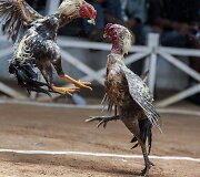 Gaidžių pe&scaron;tynės Madagaskare 