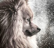 Portreto kategorijos III vieta &ndash; Michael Sweeney i&scaron; Didžiosios Britanijos