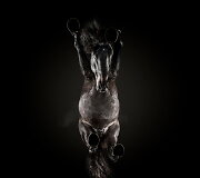 Fotografo Andriaus Burbos įamžinti arkliai i&scaron; apačios projekte &bdquo;Underlook&ldquo;