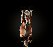 Fotografo Andriaus Burbos įamžinti arkliai i&scaron; apačios projekte &bdquo;Underlook&ldquo;