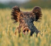 Kristupo Armo&scaron;kos užfiksuoti žvėrys