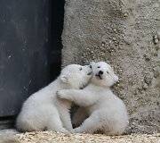 Baltosios me&scaron;kos jaunikliai su mama Giovanna Miuncheno zoologijos sode