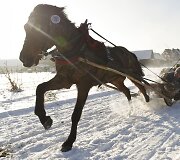 Tradicinės žirgų traukiamų vežimų lenktynės Zakopanėje