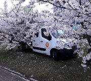 &bdquo;Mano aplinka&ldquo; automobilis po sakura