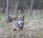 Vilkas