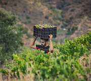 La Vendimia, Bodega Bentomiz, Axarquia, Malagos provincija 