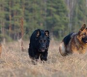 Živilės Čepulienės augintiniai 
