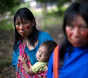 I&scaron; savo gyvenamų teritorijų Peru džiunglėse i&scaron;stumti a&scaron;aninkai kenčia nuo maisto trūkumo