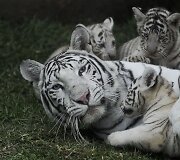 Baltojo tigro jaunikliai žaidžia su mama Peru zoologijos sode