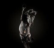 Fotografo Andriaus Burbos įamžinti arkliai i&scaron; apačios projekte &bdquo;Underlook&ldquo;