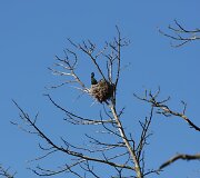 Kormoranai jau suka lizdus Juodkrantėje