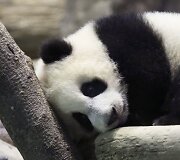 Panda Juan Zai traukia turistus i&scaron; viso pasaulio
