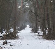 Tvarkomas Vingio parkas