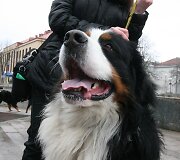 Berno zenenhundai