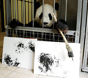 Tapanti panda Austrijos zoologijos sode