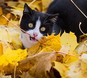 Rudens spalvos Europoje