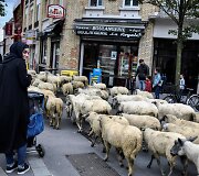 Avys Aubervilliers rajone