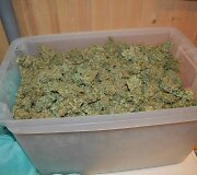 Kanapių laboratorija