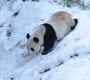 Didžioji panda