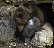 Rudosios me&scaron;kos jauniklis su mama