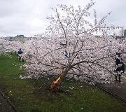 Sakurų parke &ndash; japonų turistų a&scaron;aros: Velykų rytą medžius čia i&scaron;vartė &scaron;iuk&scaron;liavežė