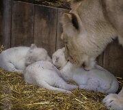 Baltojo liūto jaunikliai Prancūzijos zoologijos sode