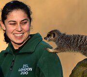 Kasmetinis gyvūnų sura&scaron;ymas Londono zoologijos sode