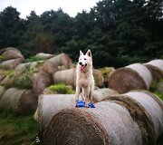 Baltasis &scaron;veicarų aviganis Aisas &ndash; tikras nuotykių mylėtojas
