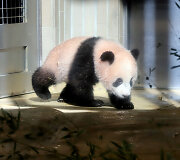 Japonijos zoologijos sode mažylė panda pirmą kartą parodyta žurnalistams