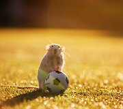 Žiurkė prie futbolo kamuolio