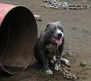 Pitbulis