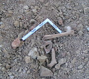 &bdquo;Rail Baltica&ldquo; statybos darbų metu aptikti žmonių palaikai 