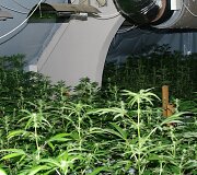 Nelegalios kanapės
