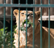 Lietuvos zoologijos sodo 82-asis sezono atidarymas