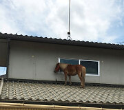 Arklys, įstrigęs ant stogo po potvynio Japonijoje