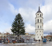 Į Vilniaus Katedros aik&scaron;tę atvežta gyva Kalėdų eglė