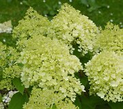 &Scaron;luotelinė hortenzija (Hydrangea paniculata &bdquo;Diamantino&ldquo;)