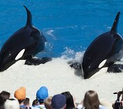 Orkų pasirodymas San Diego &bdquo;SeaWorld&ldquo; parke