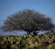 Brazilijos Kampina Grande do Sulio miestą kankina sausra